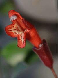 Увеличить картинку (новое окно)