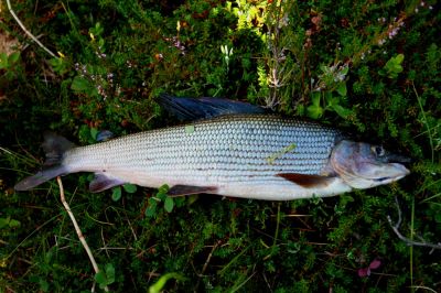 Увеличить картинку (новое окно)