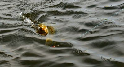 Увеличить картинку (новое окно)