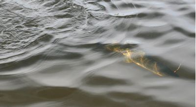 Увеличить картинку (новое окно)