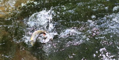 Увеличить картинку (новое окно)