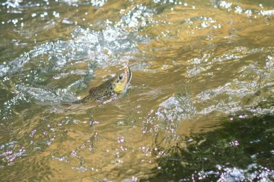 Увеличить картинку (новое окно)