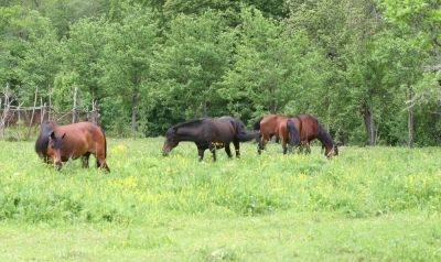 Увеличить картинку (новое окно)