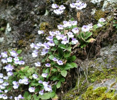 Увеличить картинку (новое окно)