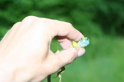 Увеличить картинку (новое окно)