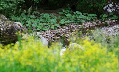 Увеличить картинку (новое окно)