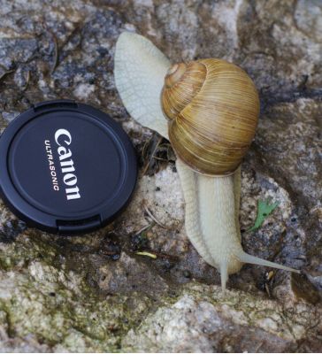 Увеличить картинку (новое окно)