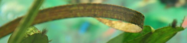 Увеличить картинку (новое окно)