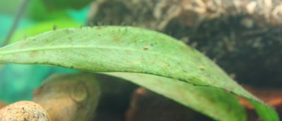 Увеличить картинку (новое окно)