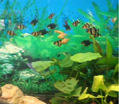 Увеличить картинку (новое окно)