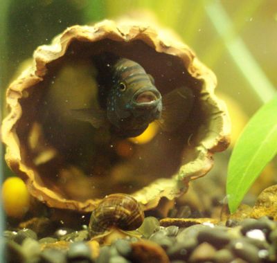 Увеличить картинку (новое окно)