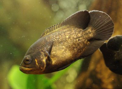 Увеличить картинку (новое окно)