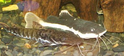 Увеличить картинку (новое окно)