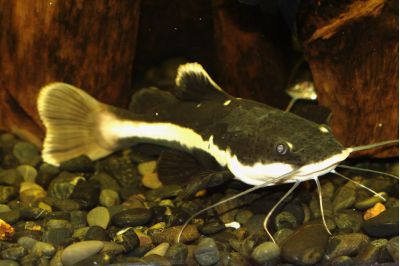 Увеличить картинку (новое окно)