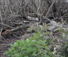 найди зверя.jpg