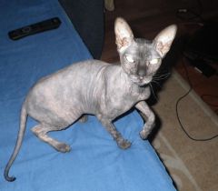 кошка Макеса.jpg