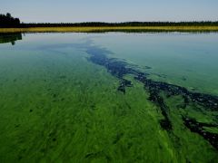 IMGP0830_новый размер.jpg