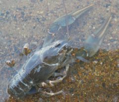 IMGP0791_новый размер.jpg