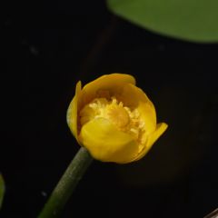 IMG_5552_новый размер.jpg