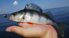 IMGP0787_новый размер.jpg