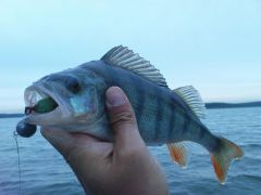 Окуня вы мои, окуня