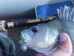 Окуня вы мои, окуня