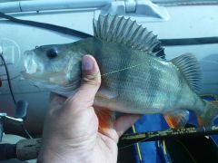 Окуня вы мои, окуня