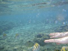 ксанка гладит окуней.jpg