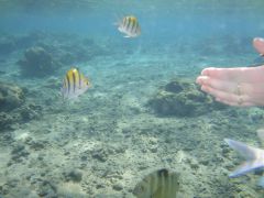 окуни с руки.jpg