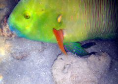 рыба43-1 самая большая.jpg