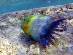 рыба43-2 самая большая.jpg