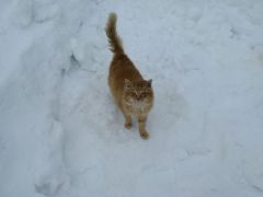 IMG_0922 [800x600].JPG