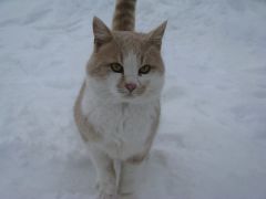 IMG_0916 [800x600].JPG