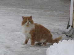 IMG_0912 [800x600].JPG