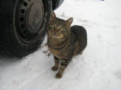 IMG_0907 [800x600].JPG