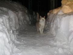 IMG_0965 [800x600].JPG