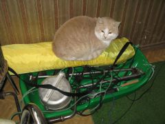 IMG_1011 [800x600].JPG