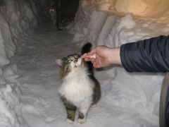 IMG_0967 [800x600].JPG