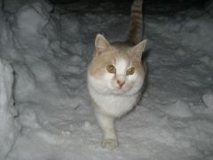 IMG_0978 [800x600].JPG