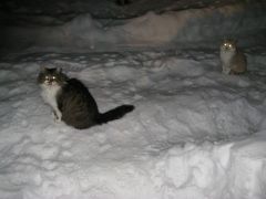 IMG_0982 [800x600].JPG