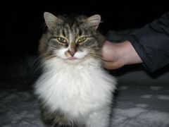 IMG_0964 [800x600].JPG