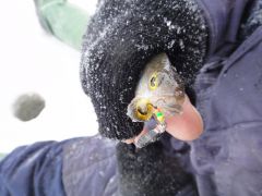 Глаз был вырван у конкурента...  