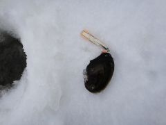 Кому что, а мне устрицы-)