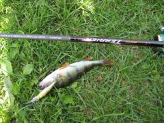 Правильный воблер.jpg