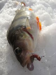 МР зима окунь и правильная резина.jpg