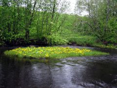 Свирь - Трут - Май. 7..jpg