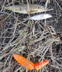 из щучьего желудка.jpg