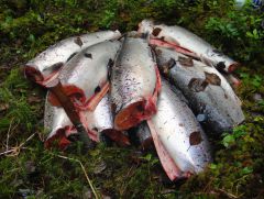 немного мяса на всех.jpg