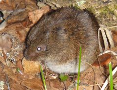 жирный лемминг.jpg