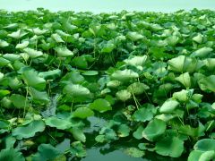 кувшинки ахуенные.JPG